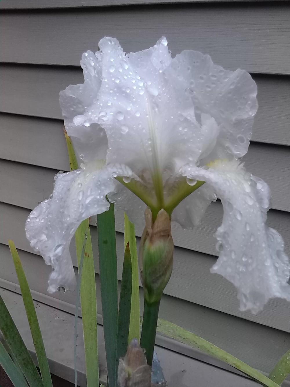 Photo of Tall Bearded Iris (Iris 'Immortality') uploaded by bisbeegirl