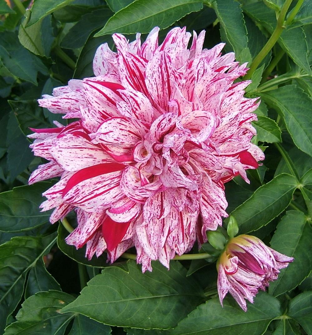 Photo of Dahlia 'AC Paint' uploaded by pirl