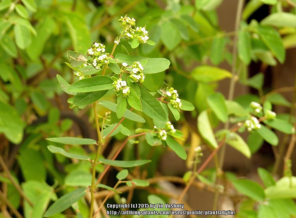Photo of Nodding Spurge (Euphorbia nutans) uploaded by plantladylin