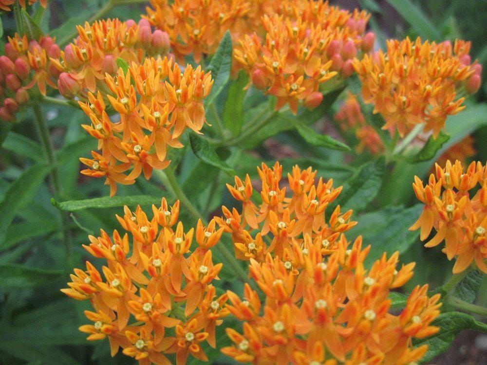 Photo of Butterfly Milkweed (Asclepias tuberosa) uploaded by robertduval14