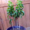 This plant is about 19" tall. It was overwintered inside lst wint