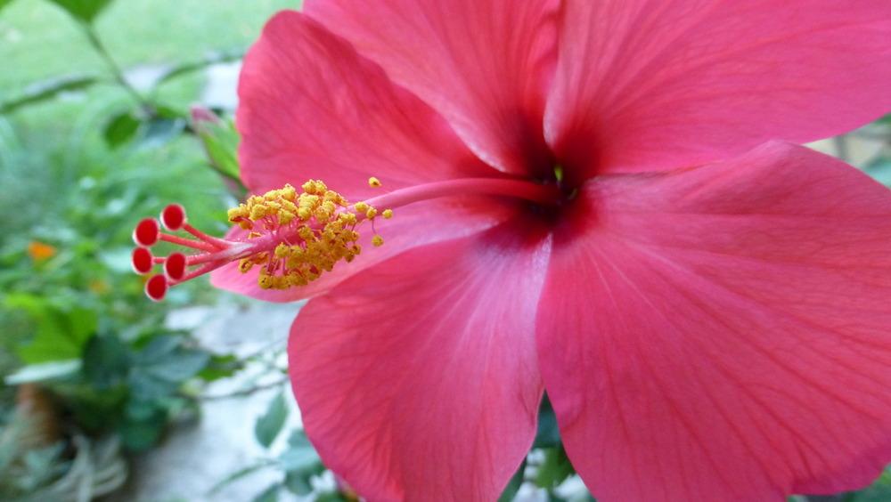 Photo of Tropical Hibiscus (Hibiscus rosa-sinensis 'Ramona') uploaded by suesings