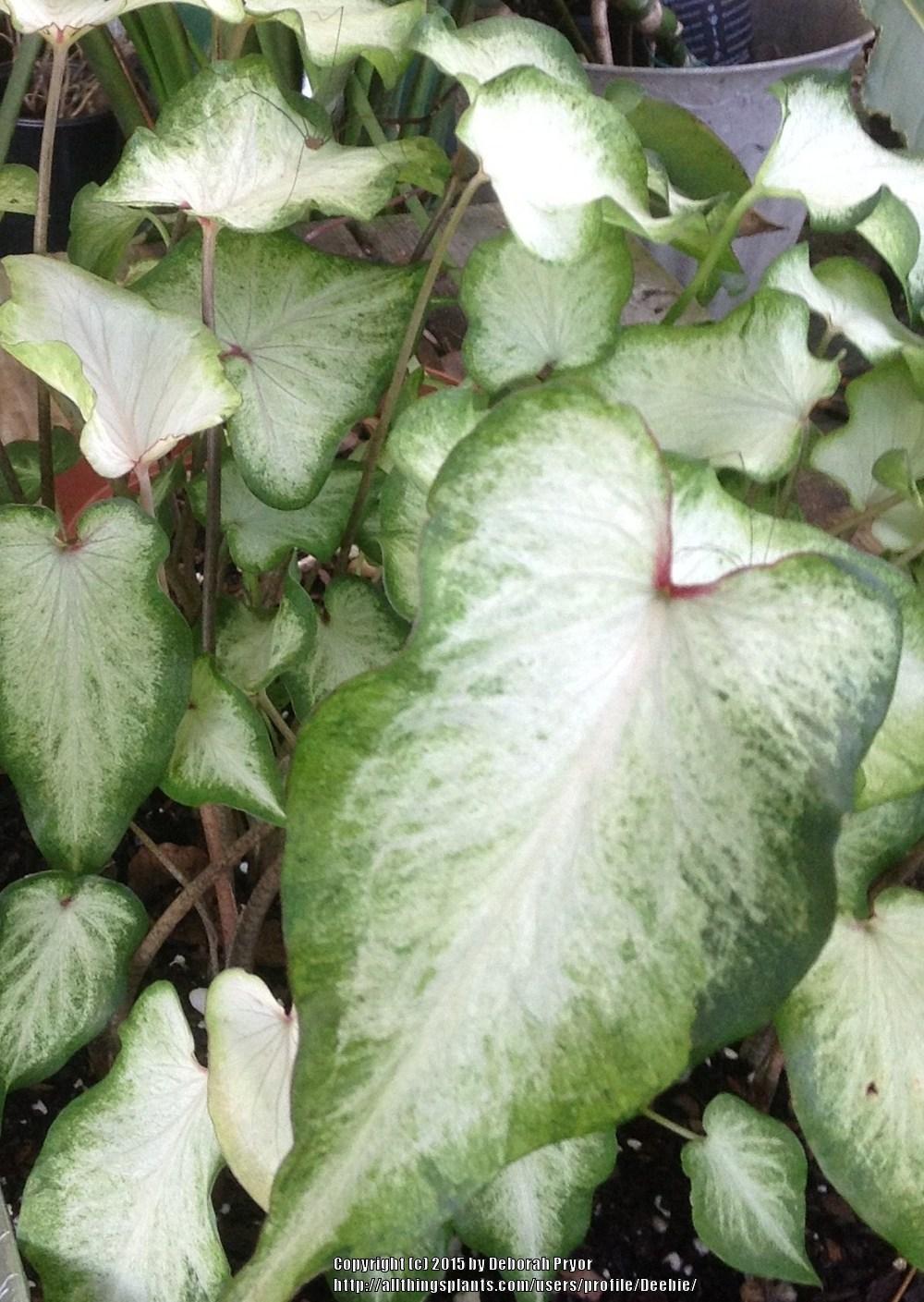 Photo of Strap-Leaf Caladium (Caladium 'White Wing') uploaded by Deebie