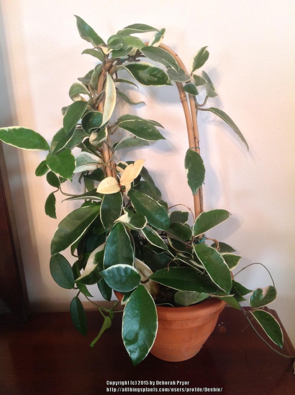 Photo of Wax Plant (Hoya carnosa) uploaded by Deebie