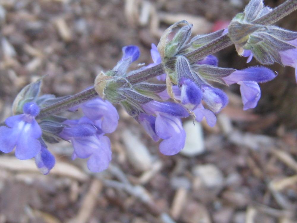Photo of Sage (Salvia 'Blue Chiquita') uploaded by Hemophobic
