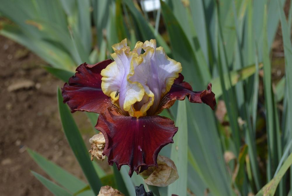 Photo of Tall Bearded Iris (Iris 'Plot Line') uploaded by KentPfeiffer