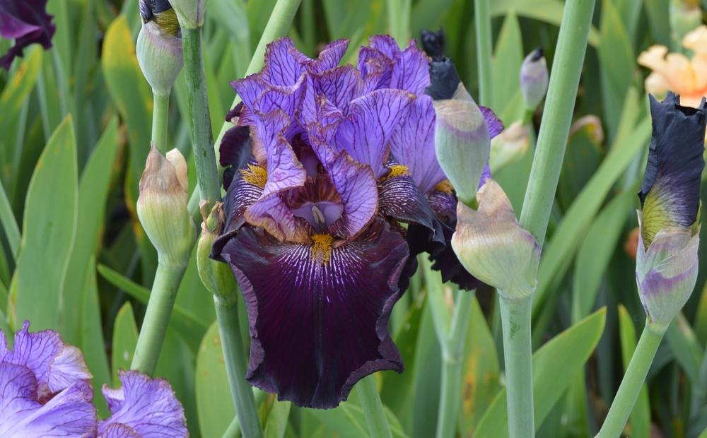 Photo of Tall Bearded Iris (Iris 'One of a Kind') uploaded by KentPfeiffer