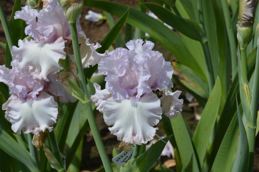 Photo of Tall Bearded Iris (Iris 'Poem of Love') uploaded by KentPfeiffer