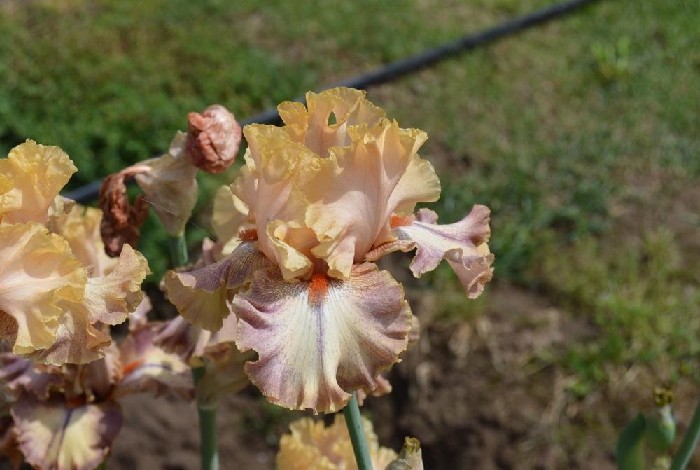 Photo of Tall Bearded Iris (Iris 'Pinch of Nutmeg') uploaded by KentPfeiffer