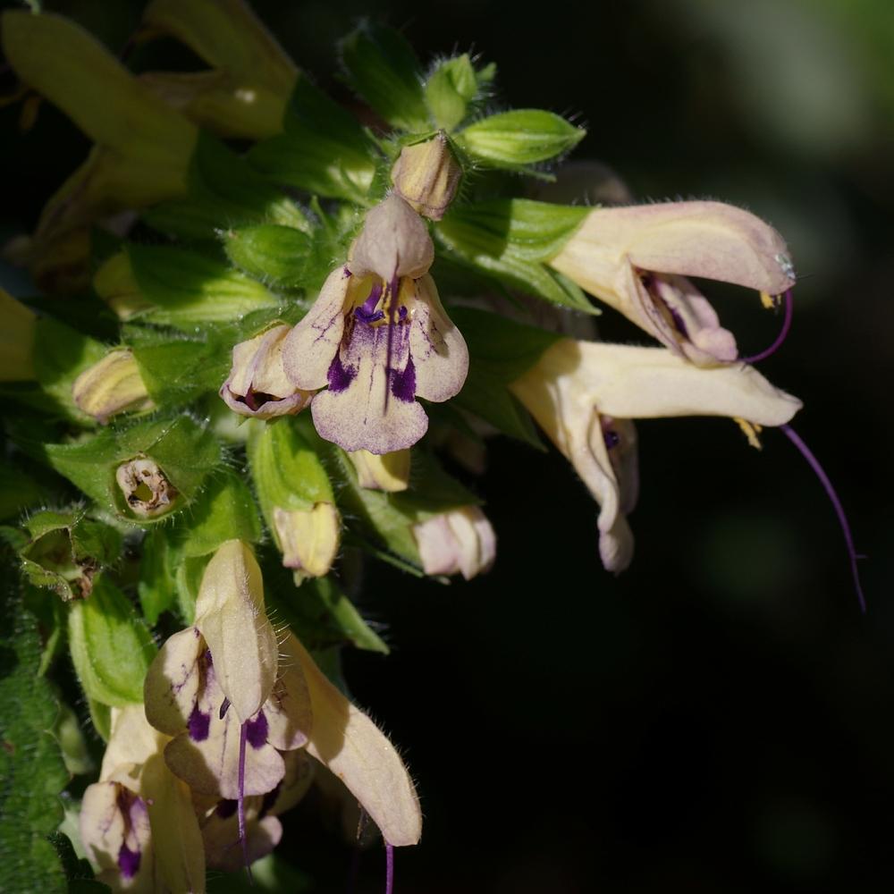 Photo of Salvia glabrescens uploaded by dirtdorphins