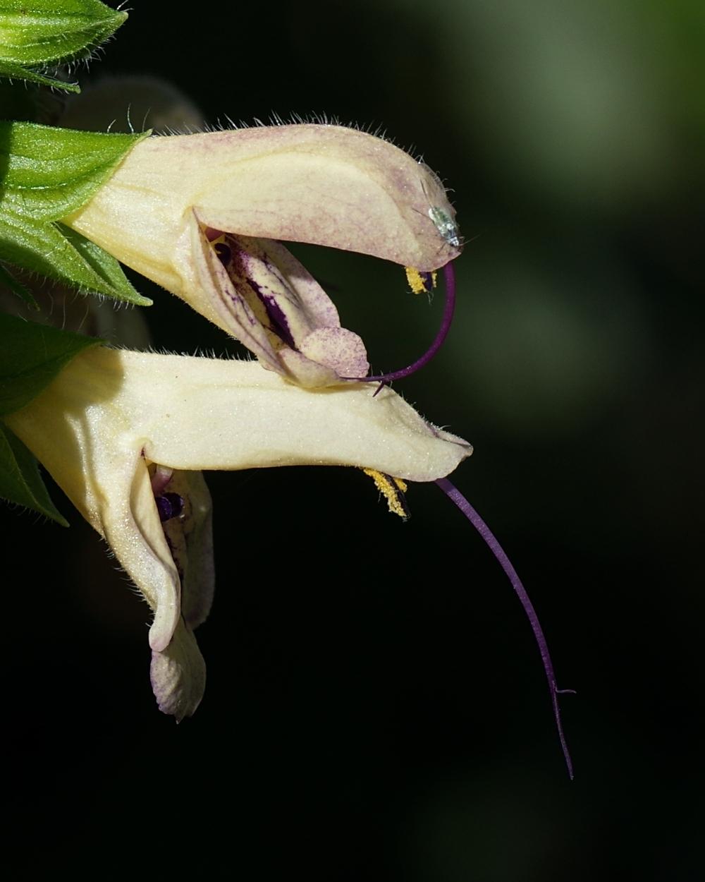 Photo of Salvia glabrescens uploaded by dirtdorphins
