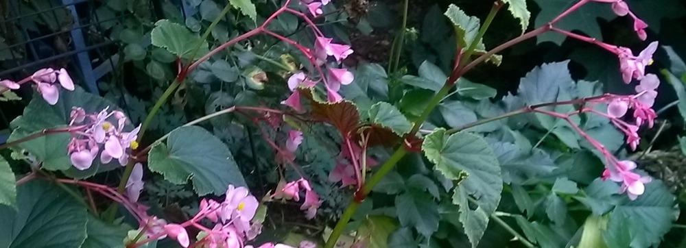 Photo of Hardy Begonia (Begonia grandis subsp. sinensis) uploaded by obliqua