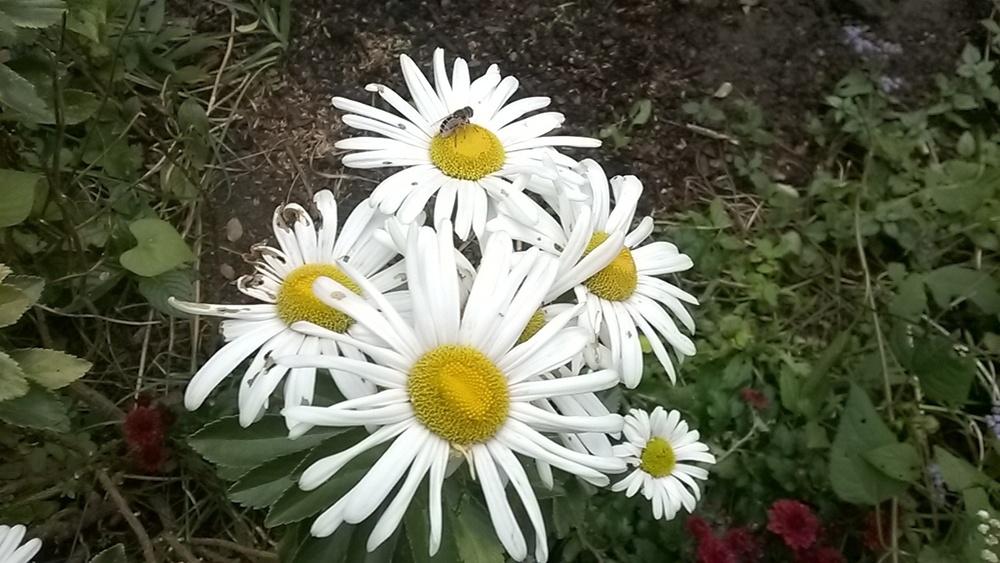 Photo of Montauk Daisy (Nipponanthemum nipponicum) uploaded by obliqua