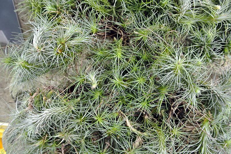 Photo of Air Plant (Tillandsia funckiana) uploaded by robertduval14