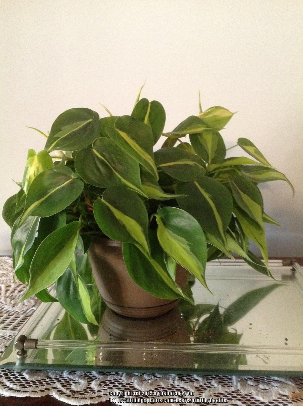 Photo of Philodendron (Philodendron hederaceum var. oxycardium 'Brasil') uploaded by Deebie