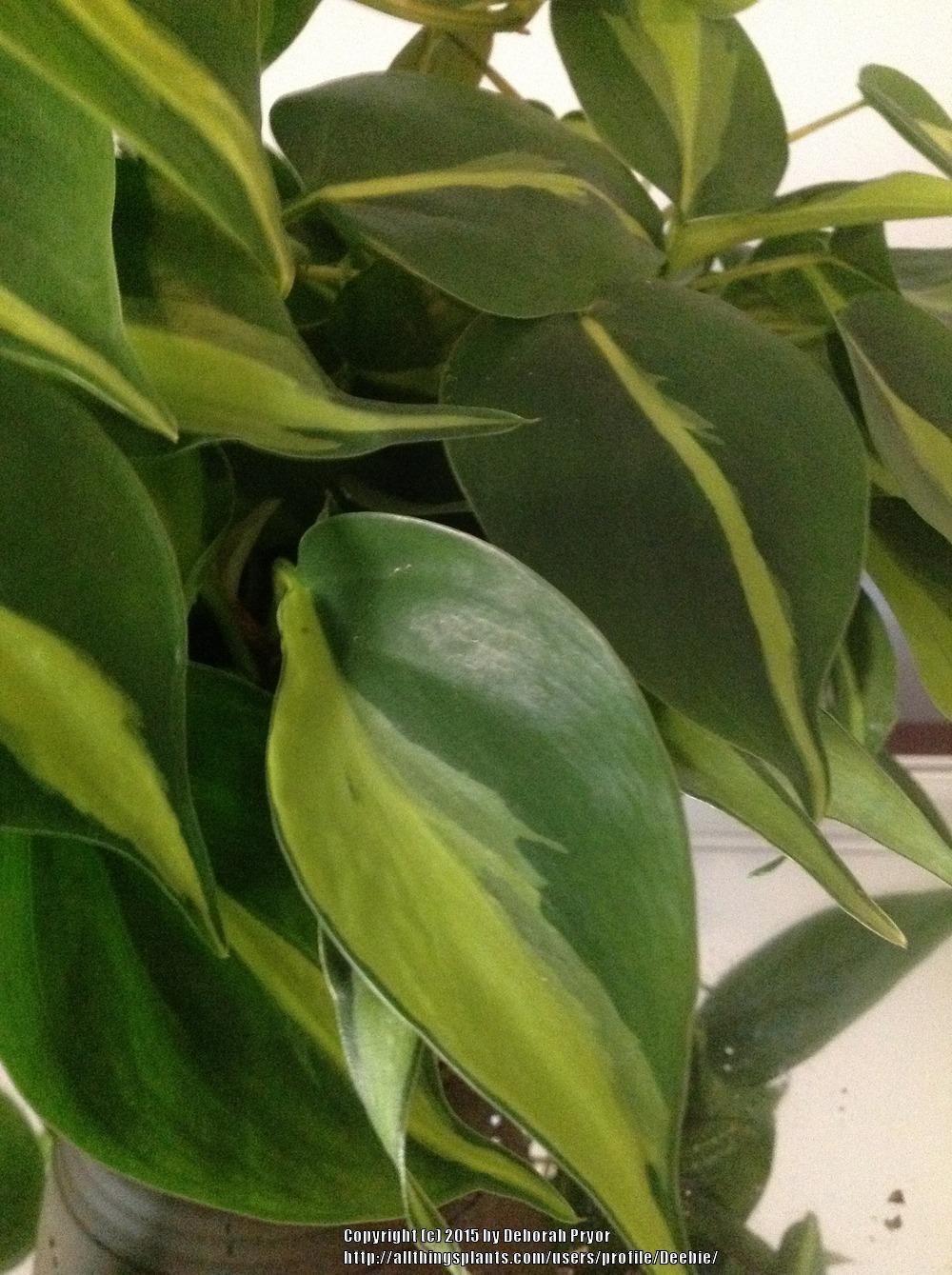 Photo of Philodendron (Philodendron hederaceum var. oxycardium 'Brasil') uploaded by Deebie