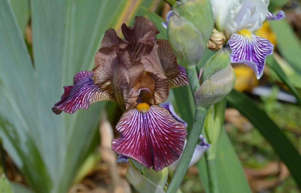 Photo of Miniature Tall Bearded Iris (Iris 'Redrock Princess') uploaded by KentPfeiffer