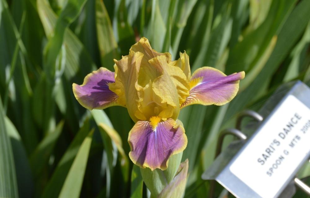 Photo of Miniature Tall Bearded Iris (Iris 'Sari's Dance') uploaded by KentPfeiffer