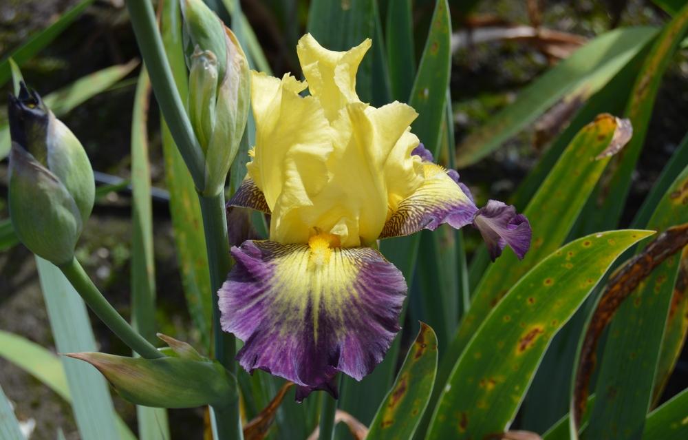 Photo of Tall Bearded Iris (Iris 'Putting on the Ritz') uploaded by KentPfeiffer