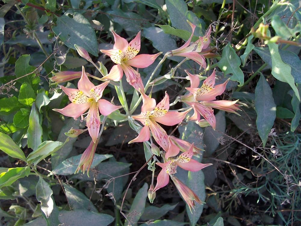 Photo of Peruvian Lily (Alstroemeria angustifolia subsp. velutina) uploaded by Mutisia