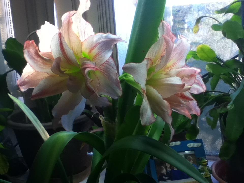Photo of Amaryllis (Hippeastrum 'Aphrodite') uploaded by deejay49