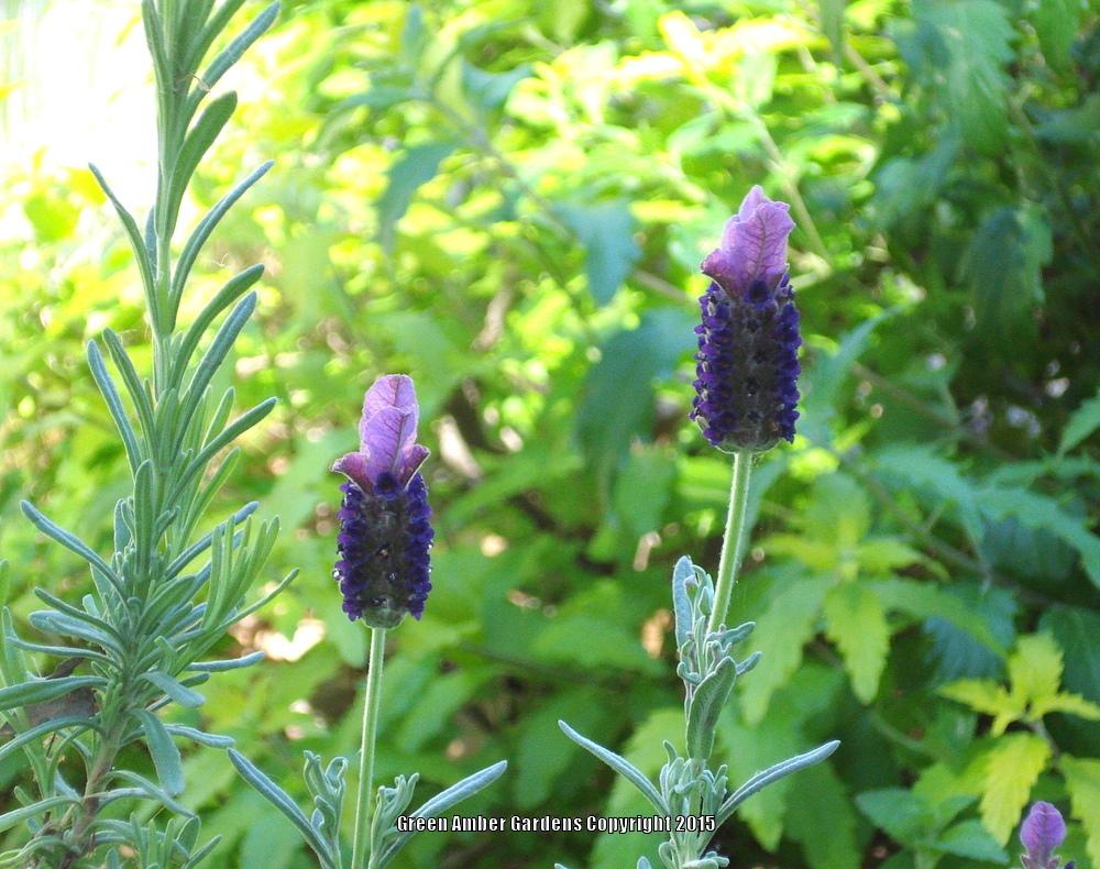 Photo of Lavender (Lavandula stoechas 'Anouk') uploaded by lovemyhouse