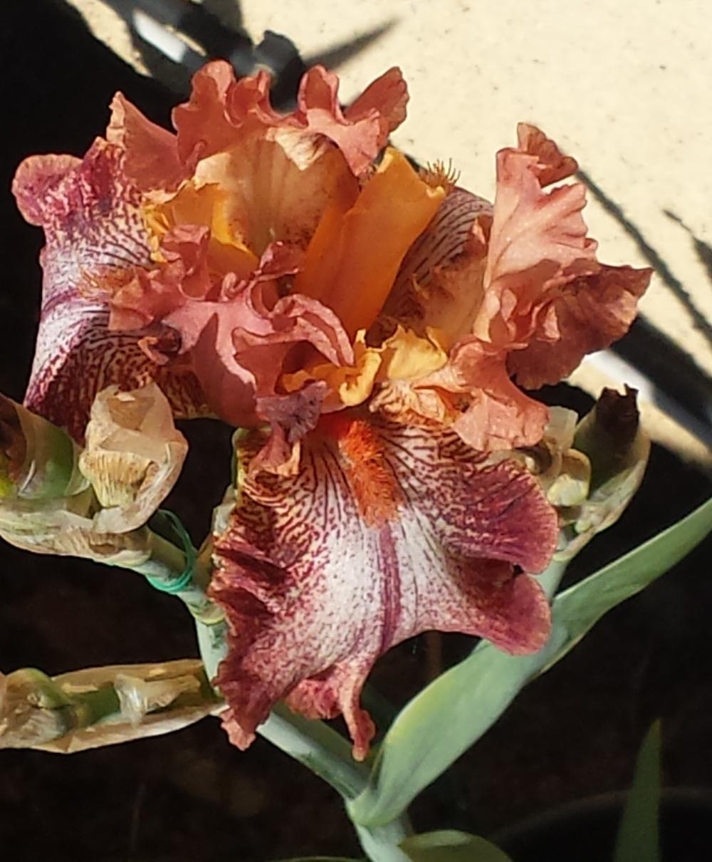 Photo of Border Bearded Iris (Iris 'Chickasaw Sue') uploaded by mesospunky