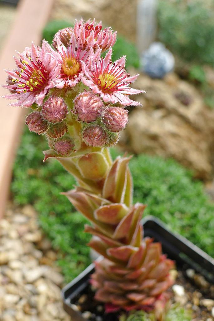 Photo of Hen and Chicks (Sempervivum 'Old Copper') uploaded by robertduval14