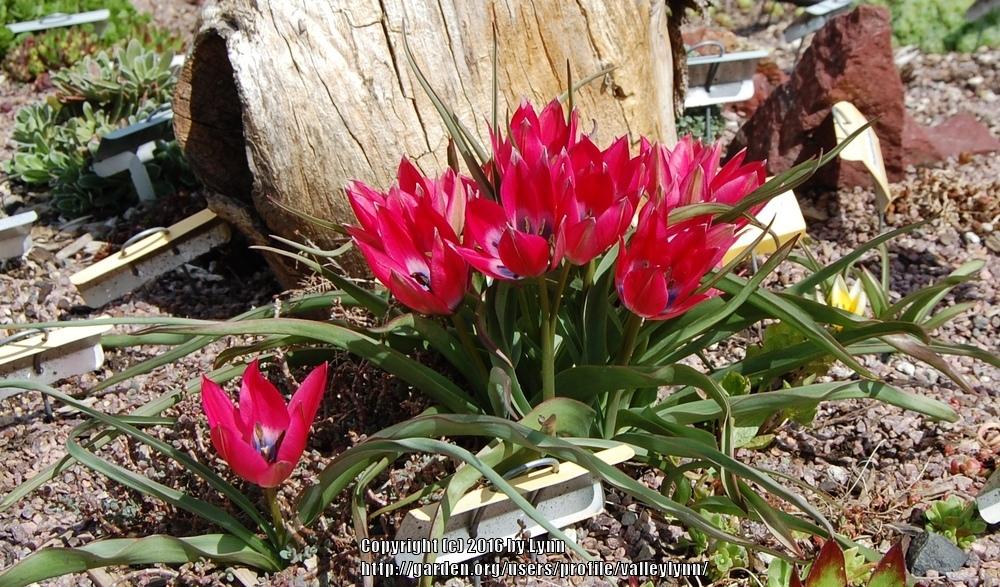 Photo of Species Hybrid Tulip (Tulipa 'Little Beauty') uploaded by valleylynn