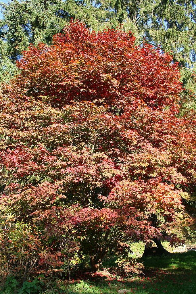Photo of Japanese Maple (Acer palmatum var. amoenum 'O Sakazuki') uploaded by robertduval14