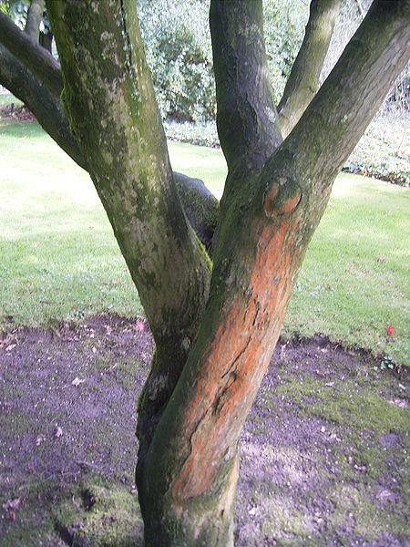 Photo of Japanese Maple (Acer palmatum var. amoenum 'O Sakazuki') uploaded by robertduval14