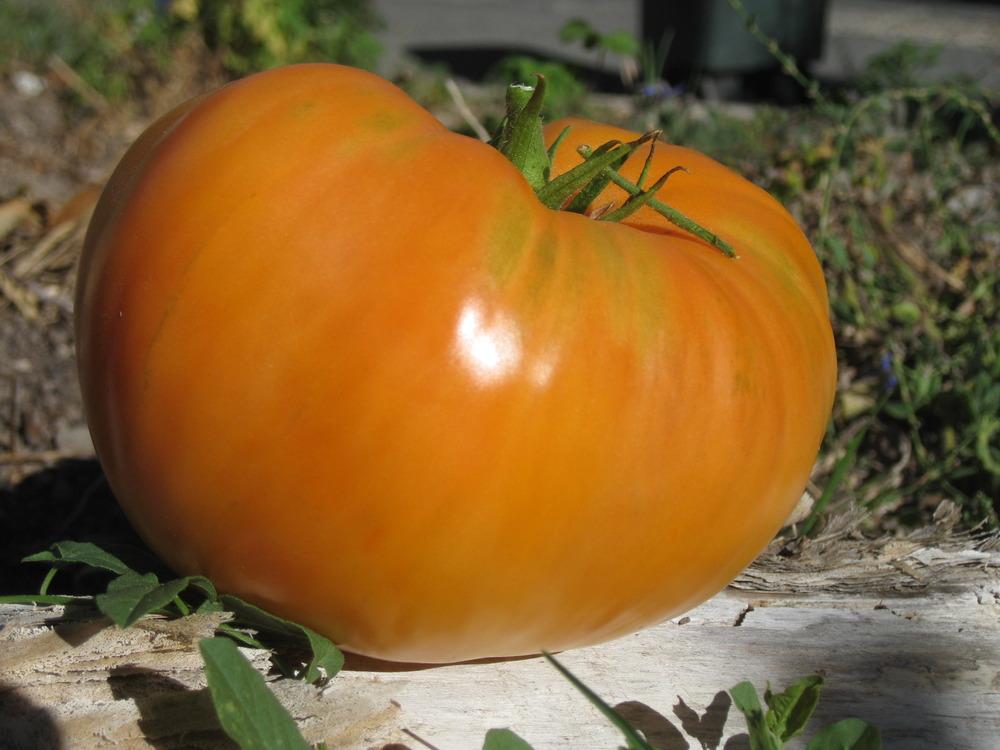 Photo of Tomato (Solanum lycopersicum 'Kellogg's Breakfast') uploaded by solardude