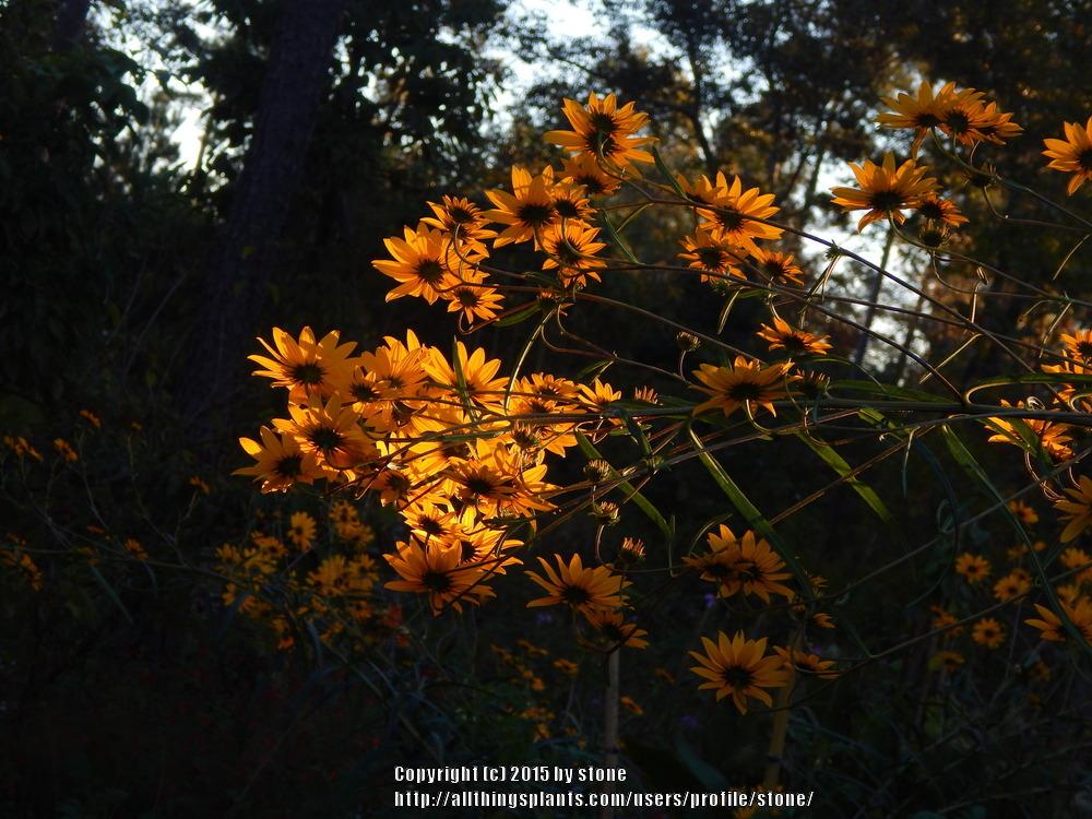 Photo of Swamp Sunflower (Helianthus angustifolius) uploaded by stone