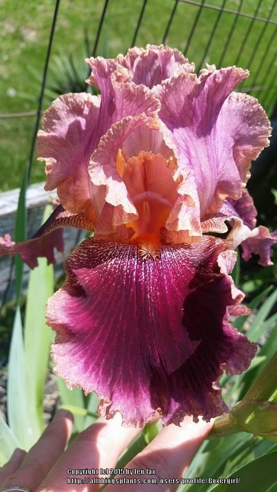Photo of Tall Bearded Iris (Iris 'Spin-Off') uploaded by Boxergirl