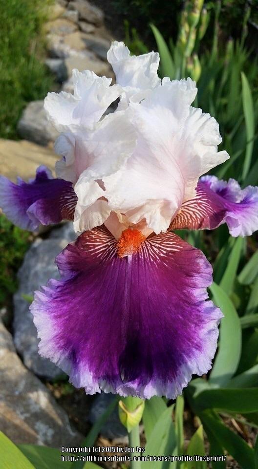 Photo of Tall Bearded Iris (Iris 'Ringo') uploaded by Boxergirl