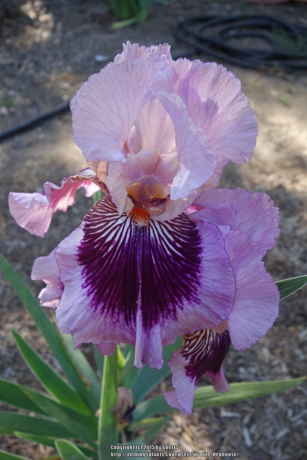 Photo of Tall Bearded Iris (Iris 'Plum Pretty Whiskers') uploaded by Henhouse