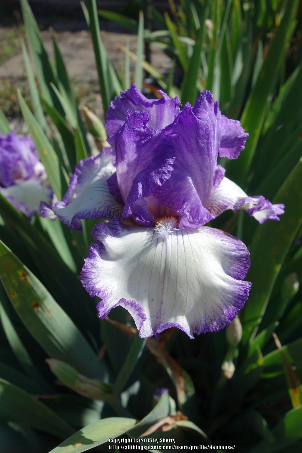 Photo of Tall Bearded Iris (Iris 'Girly Girl') uploaded by Henhouse