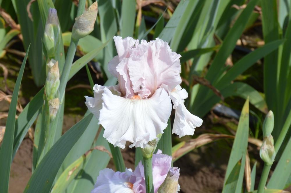 Photo of Tall Bearded Iris (Iris 'Soft Curves') uploaded by KentPfeiffer