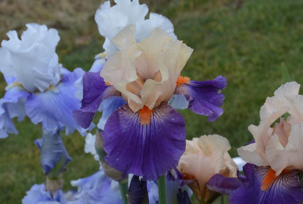 Photo of Tall Bearded Iris (Iris 'Syrian Hills') uploaded by KentPfeiffer