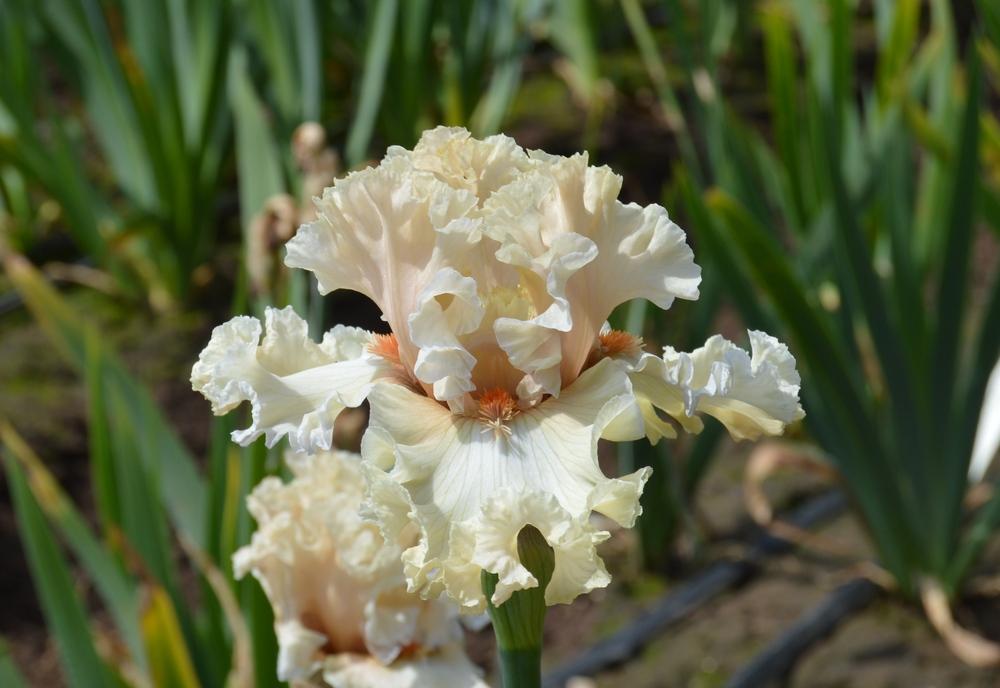 Photo of Tall Bearded Iris (Iris 'Shattered Glass') uploaded by KentPfeiffer