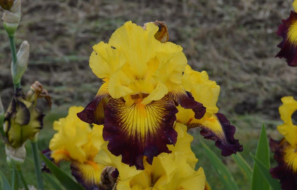 Photo of Tall Bearded Iris (Iris 'Snapshot') uploaded by KentPfeiffer