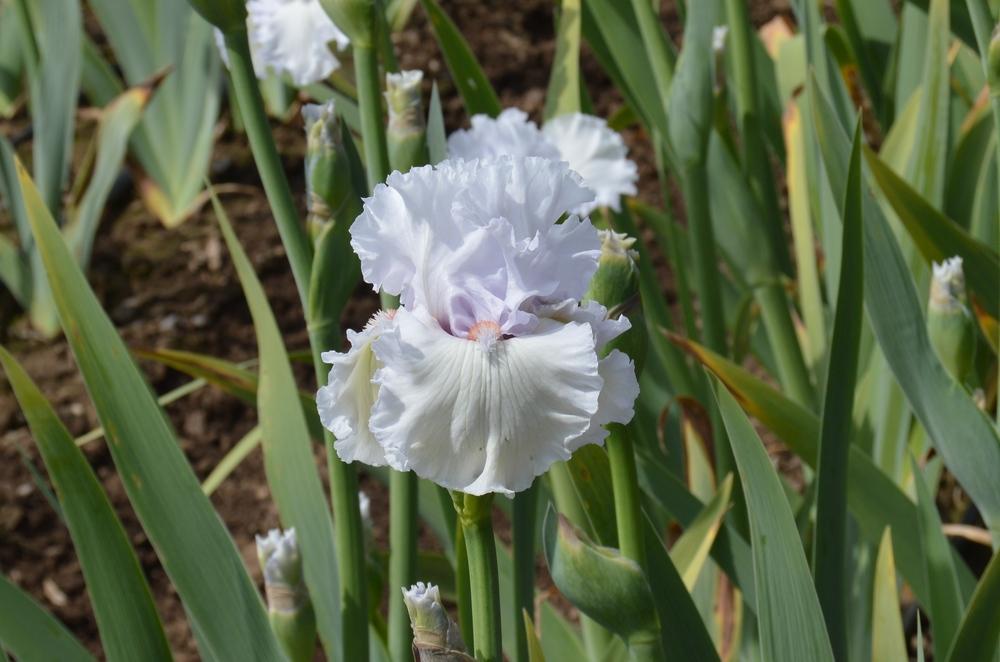 Photo of Tall Bearded Iris (Iris 'Simply Sensational') uploaded by KentPfeiffer