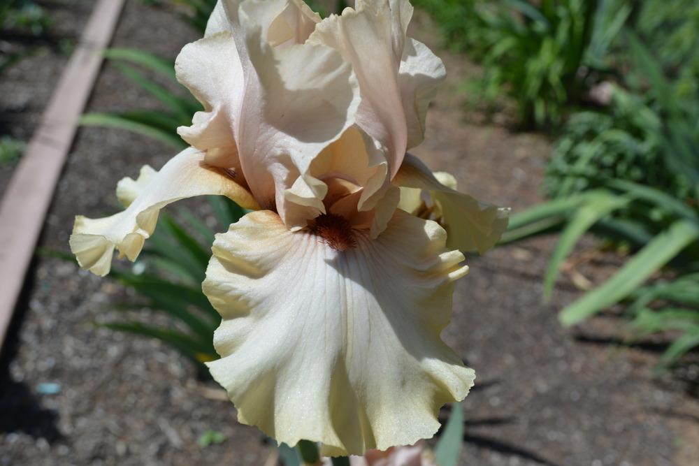 Photo of Tall Bearded Iris (Iris 'A Star Is Born') uploaded by Phillipb2