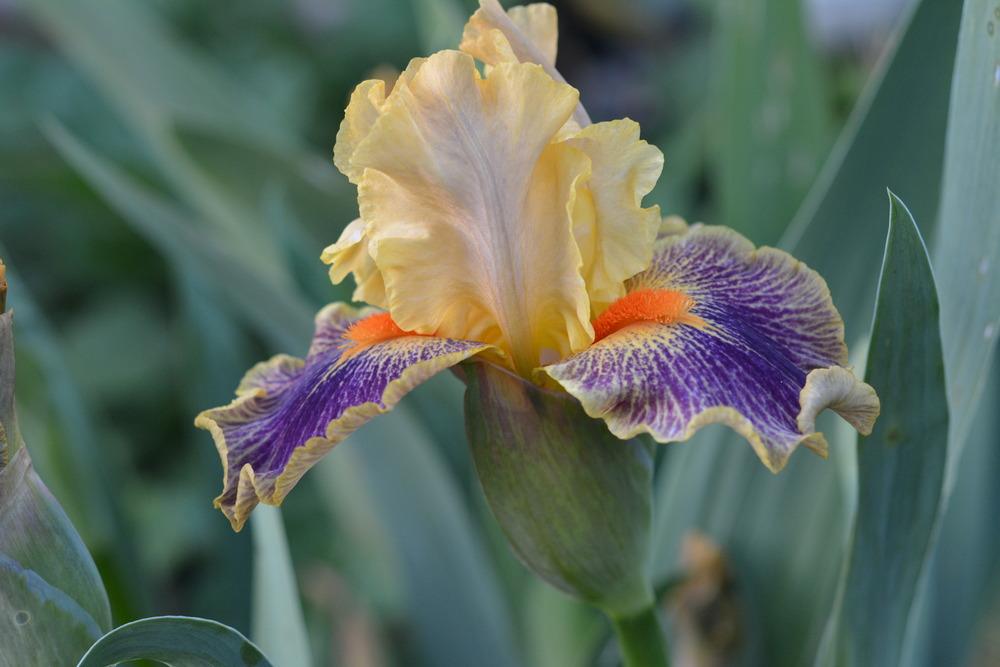 Photo of Intermediate Bearded Iris (Iris 'Delirium') uploaded by Phillipb2
