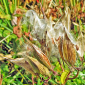 Dried Pods Releasing Seeds
