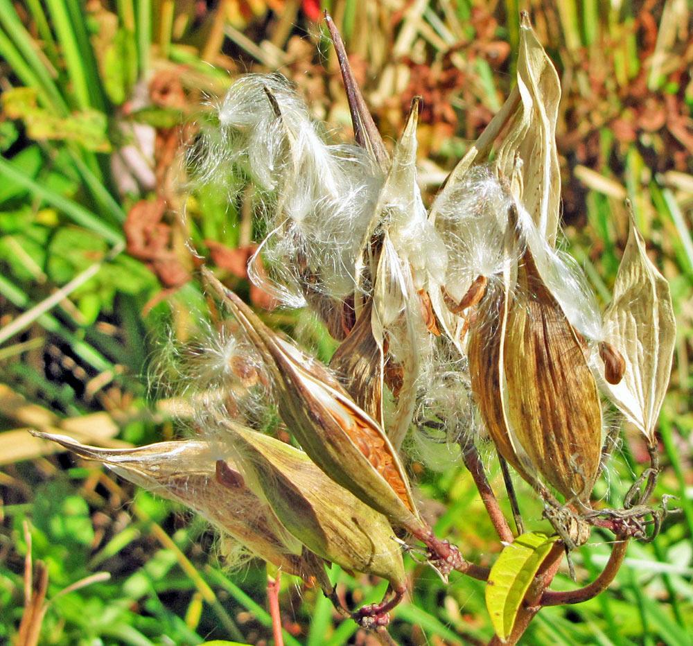 Photo of Swamp Milkweed (Asclepias incarnata) uploaded by TBGDN