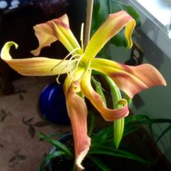 Location: Blooming in my livingroom 
Date: 2015-10-20
This bloom was a complete surprise because the tag read "Mask and