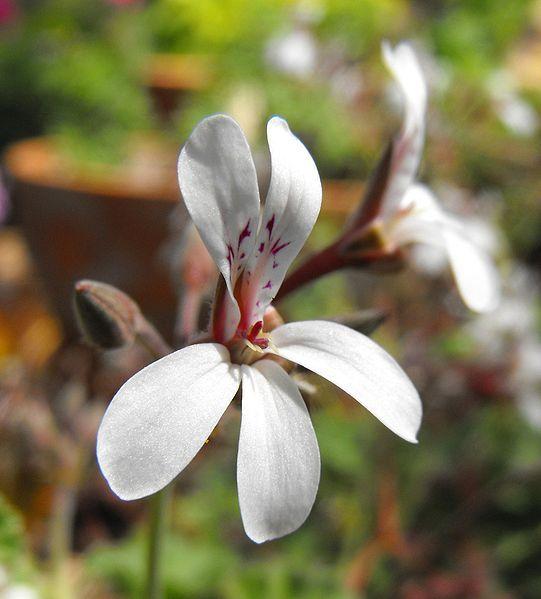 Photo of Sweet-leaved Geranium (Pelargonium fragrans 'Old Spice') uploaded by robertduval14