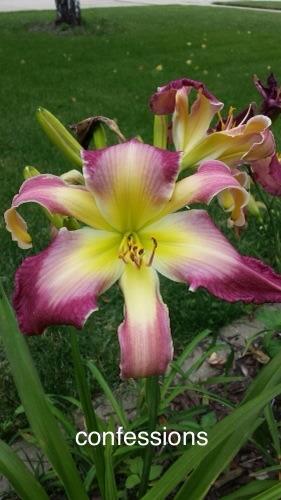 Photo of Daylily (Hemerocallis 'Confessions of a Hemaholic') uploaded by Ahead