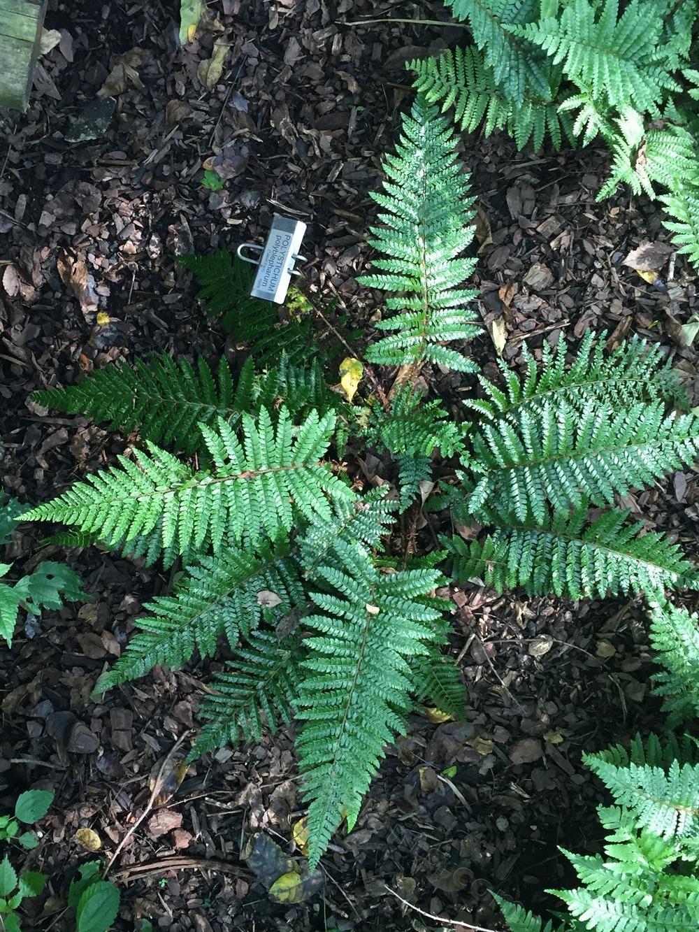 Photo of Japanese Lace Fern (Polystichum polyblepharum) uploaded by BookerC1
